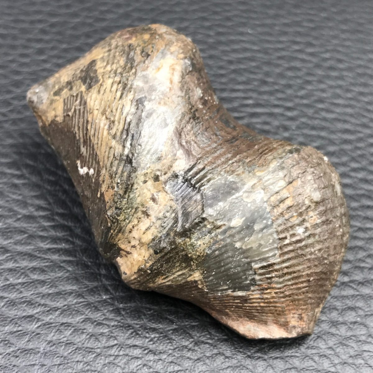 Coquillages fossiles coeur de pierres