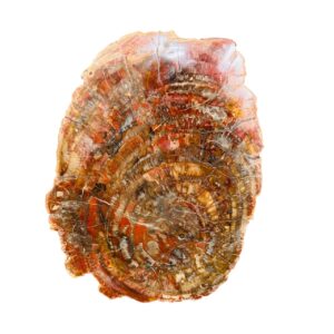 Bois Fossile