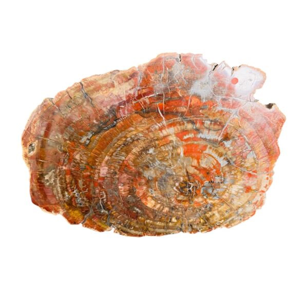 Tranche de bois fossile de Madagascar (réf tb2) – Image 4