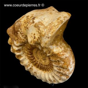 Ammonite de Madagascar de 24Kg