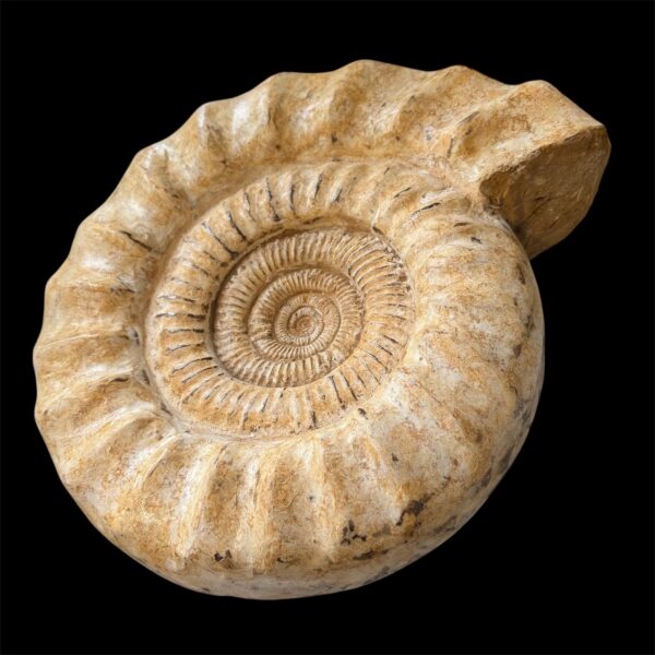 Ammonite Géante