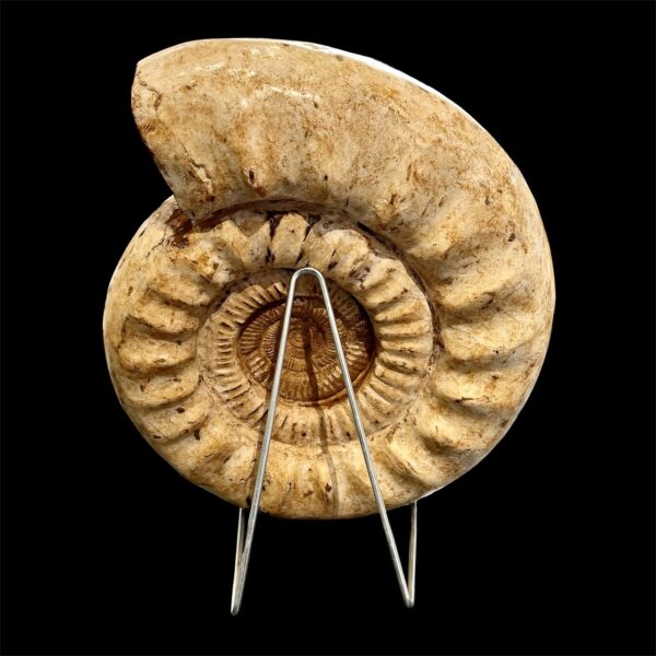Ammonite Géante