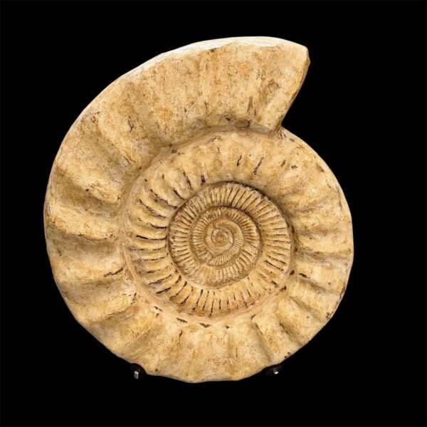 Ammonite Géante
