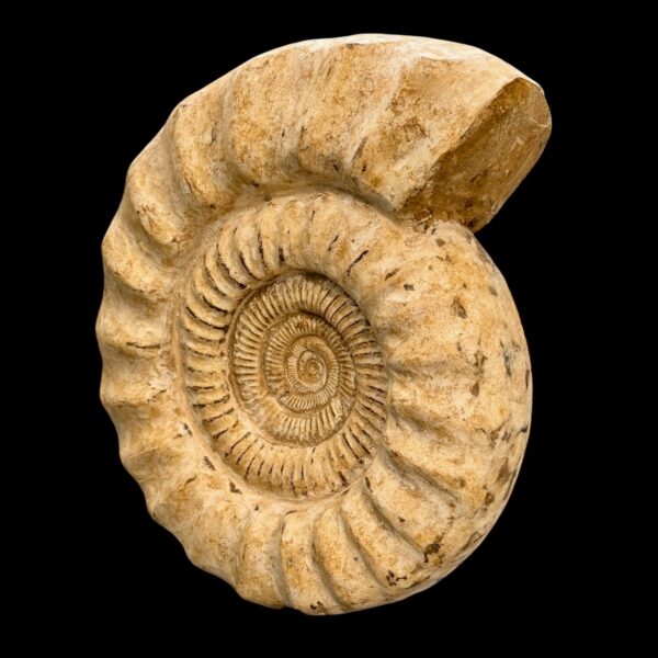 Ammonite Géante