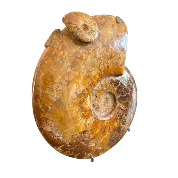 Ammonite Fougères de Madagascar "Poids 7,2 kilos" (réf as7) – Image 2
