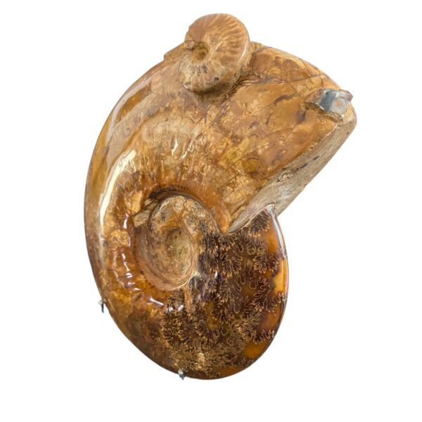 Ammonite Fougères de Madagascar "Poids 7,2 kilos" (réf as7) – Image 3
