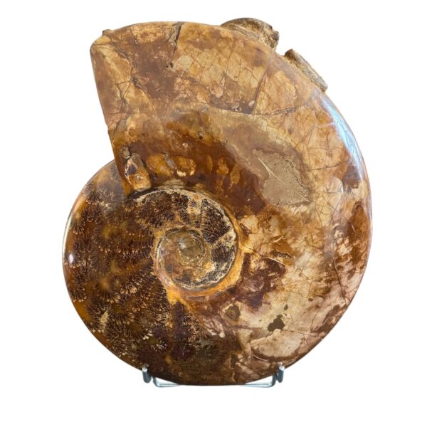 Ammonite Fougères de Madagascar "Poids 7,2 kilos" (réf as7) – Image 4