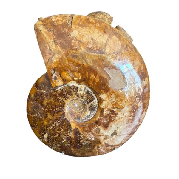 Ammonite Fougères de Madagascar "Poids 7,2 kilos" (réf as7) – Image 5
