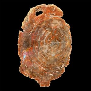 Bois Fossile