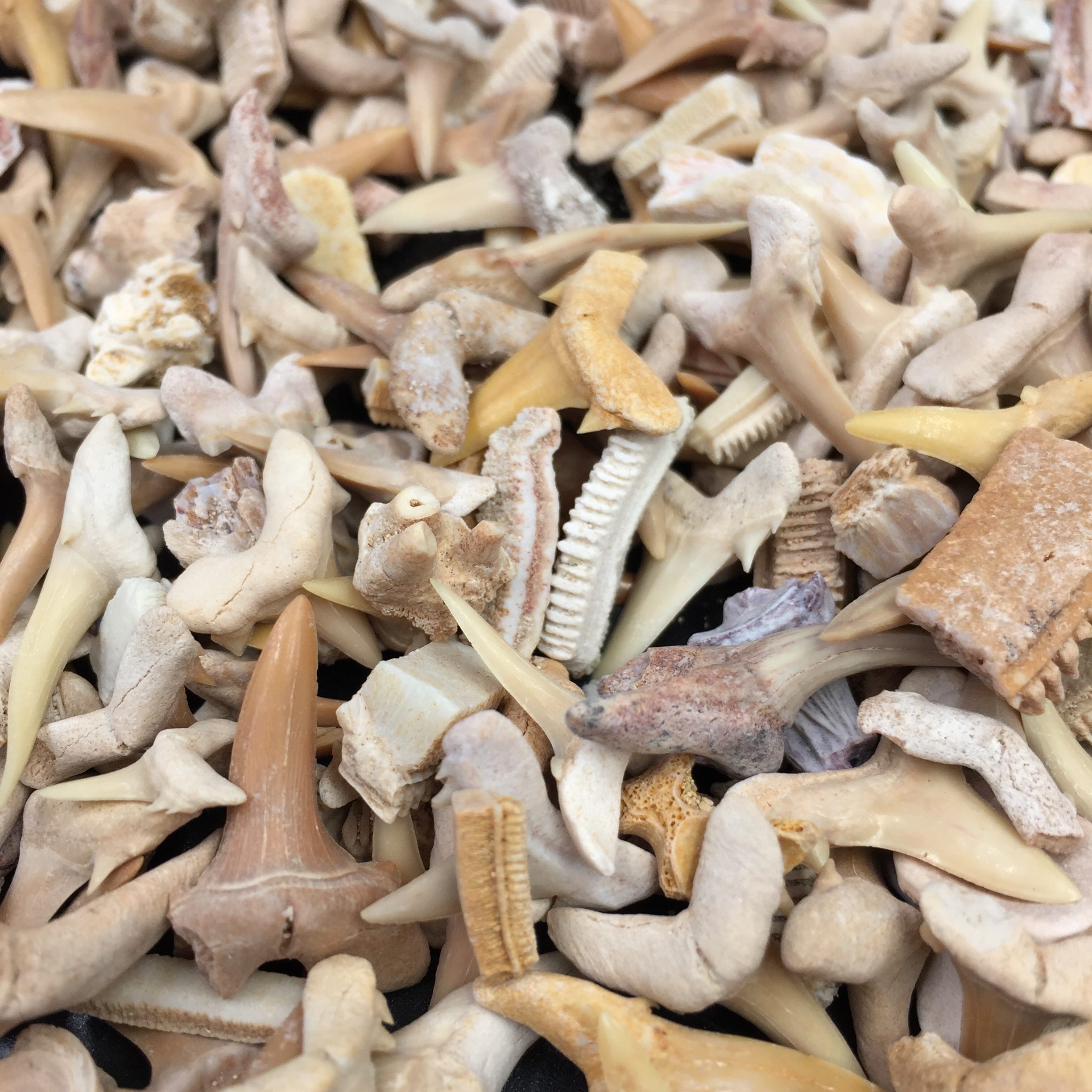 Dent de requin fossile du Maroc “vrac”