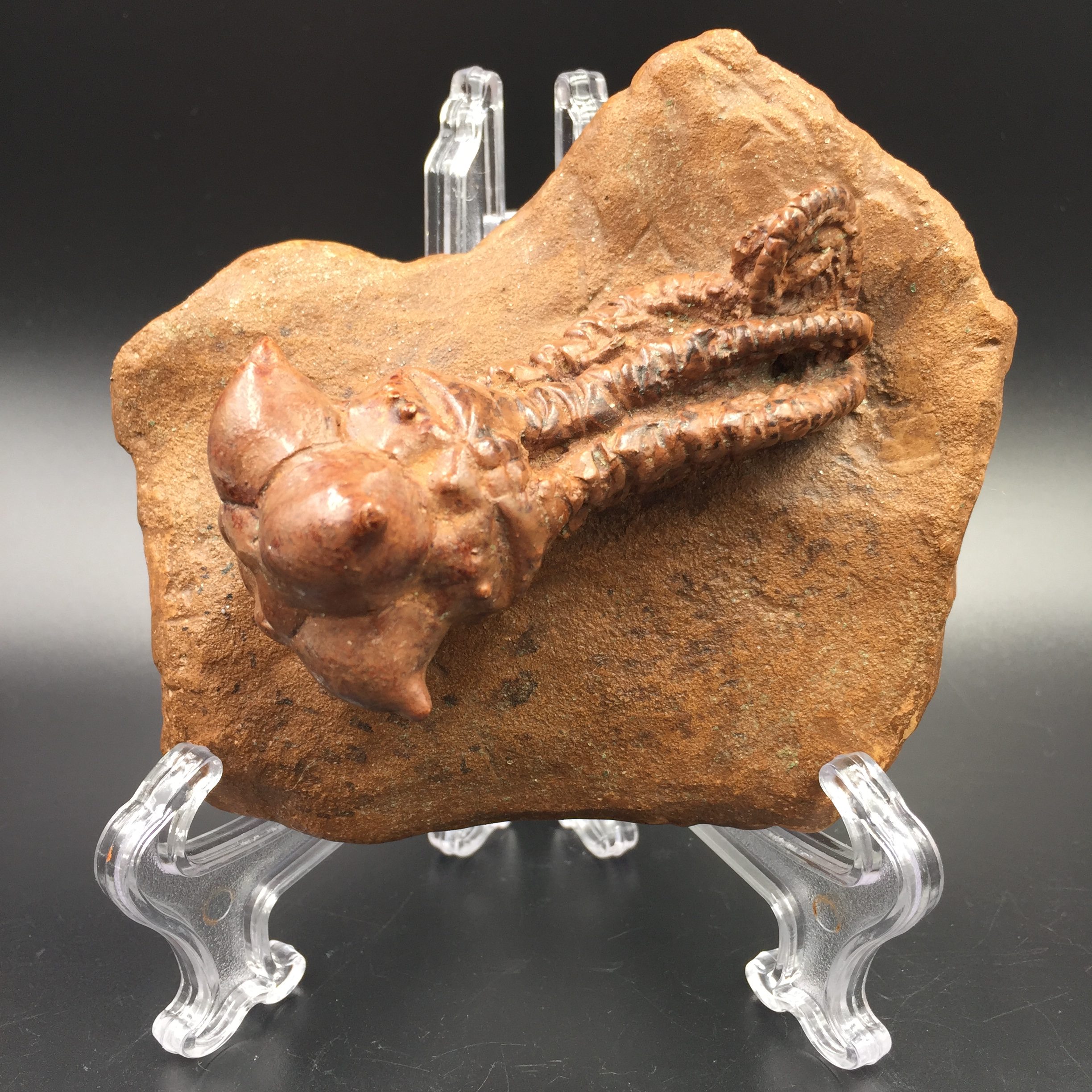 Encrine fossile “Jimbacrinus bostocki du permien” (reproduction résine)