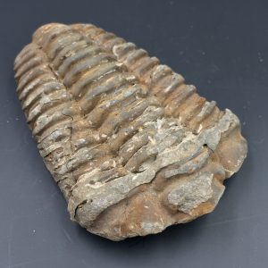 Trilobite commun du Maroc (réf tr7)