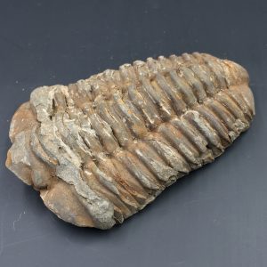 Trilobite commun du Maroc (réf tr7)