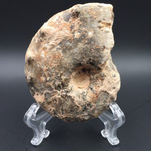 Mammite du Maroc (réf ma2)