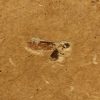 Insecte Fossile du Brésil gisement de crato (réf is1) – Image 2