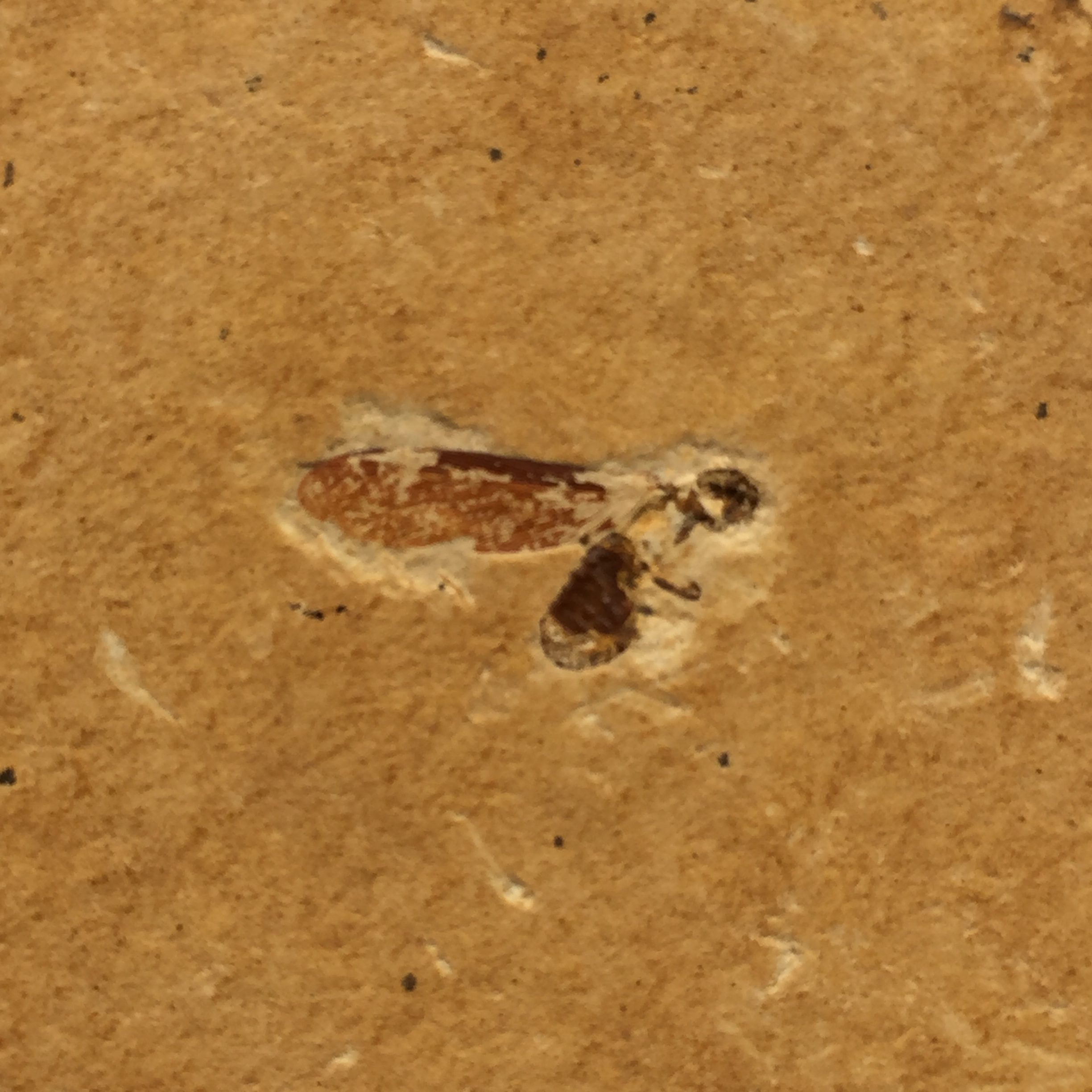 Insecte Fossile du Brésil gisement de crato (réf is1)