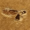 Insecte Fossile