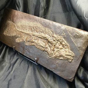 Poisson fossile Amia Kehreri (reproduction résine)