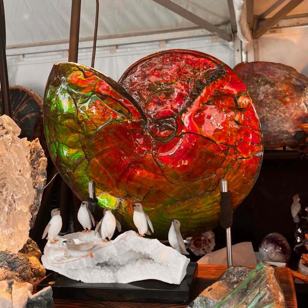 Ammolite Geante