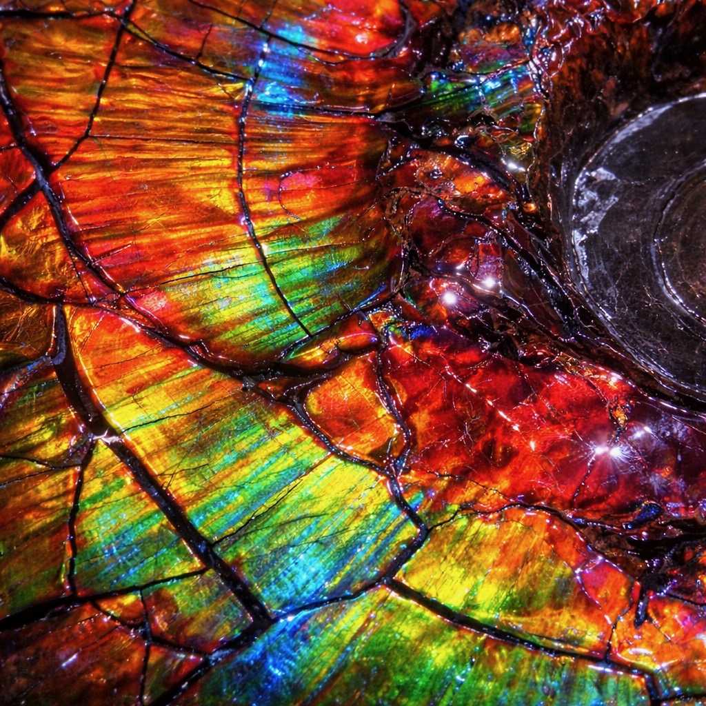 Ammolite résinée