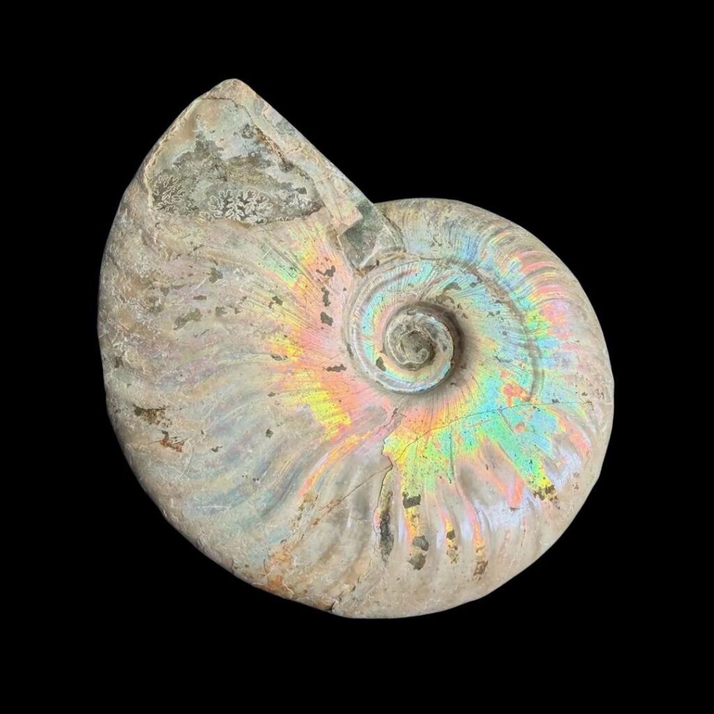 Ammonite Nacrée