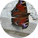 Marc Menrath profile picture