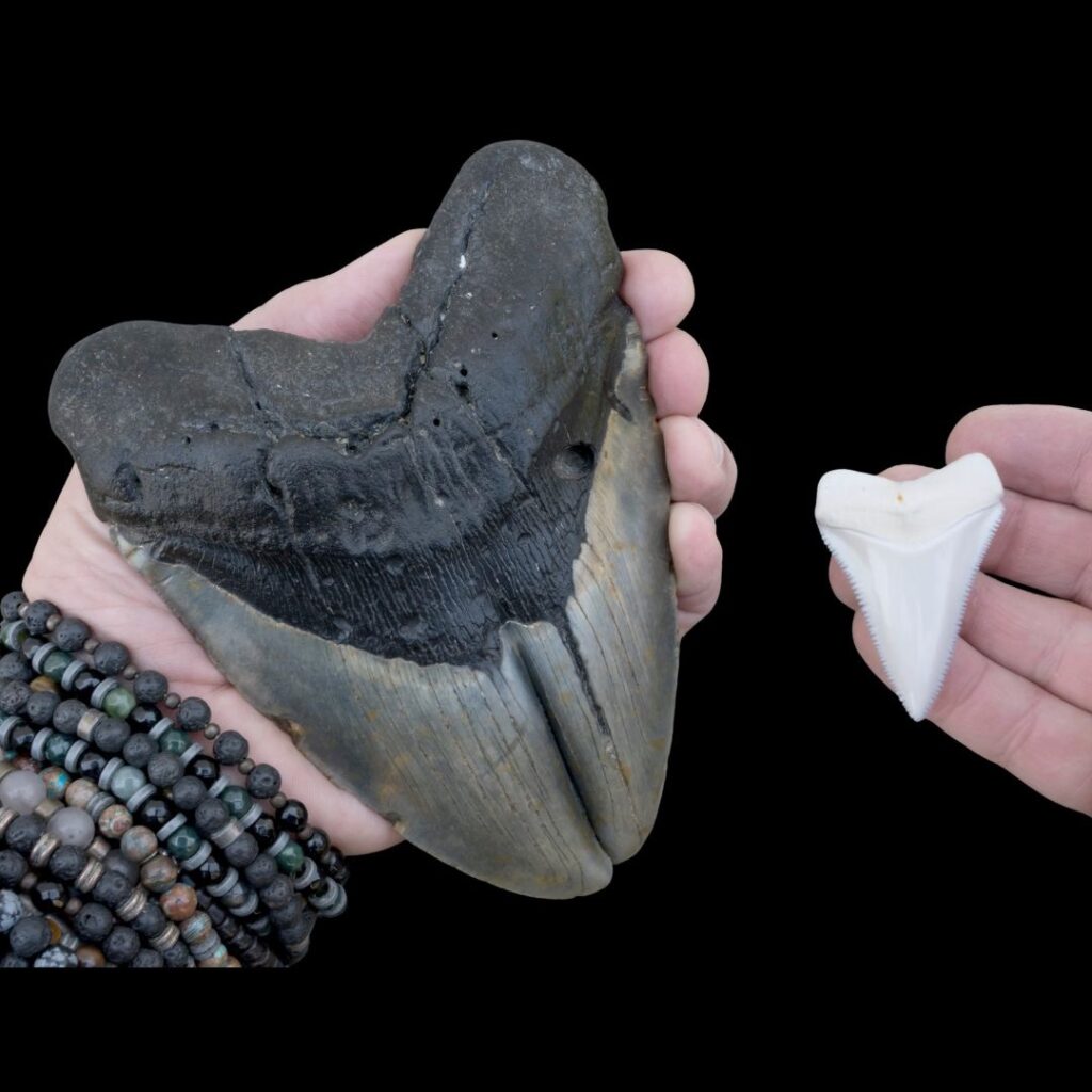 Dent de Mégalodon VS dent de Requin Blanc
