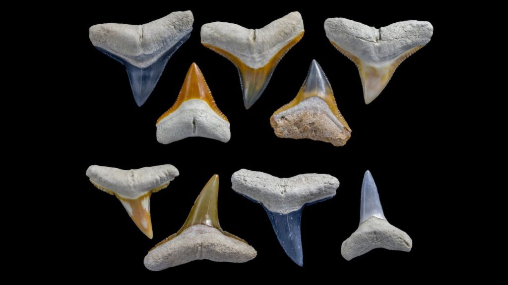 Dents de requins fossiles