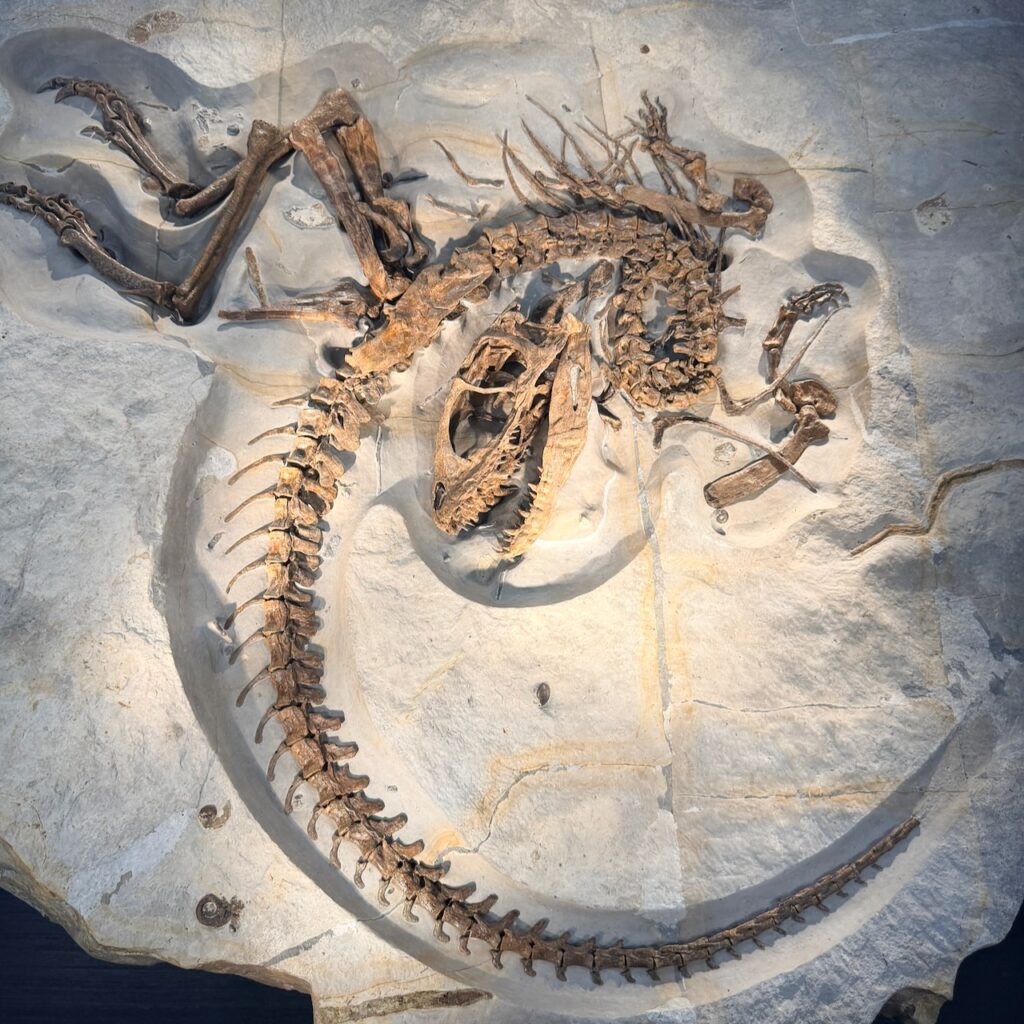 Fossile de Dinosaure Français