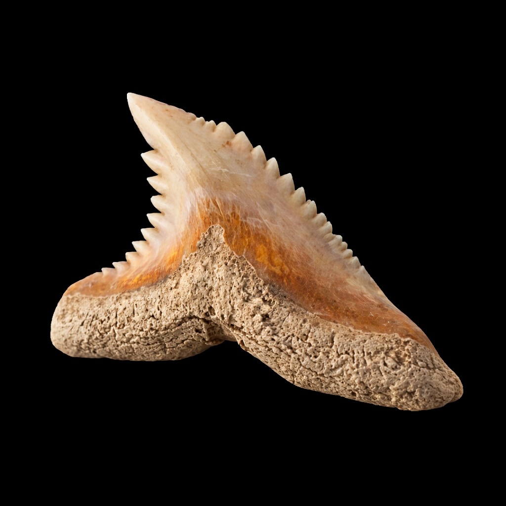 Dent de requin Galeocerdo Mayumbensis