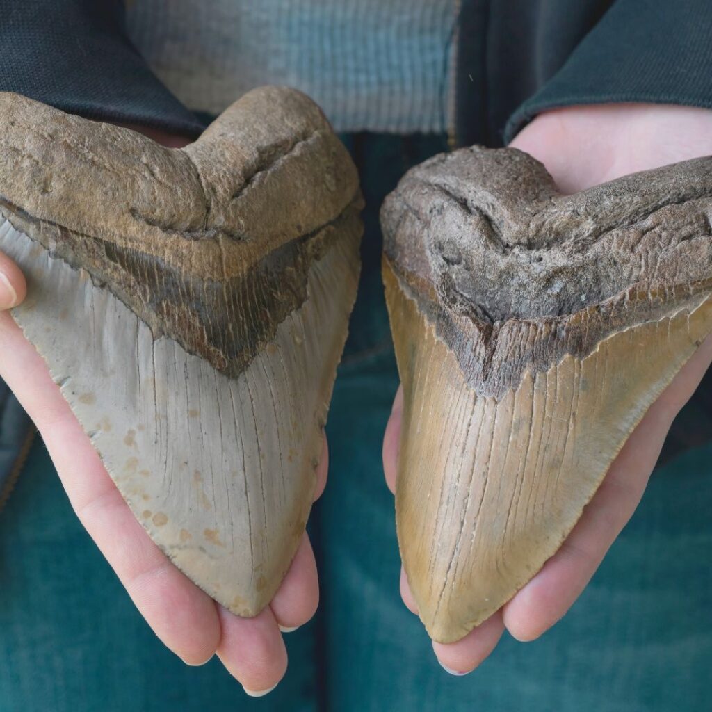 Grande dents de Mégalodon