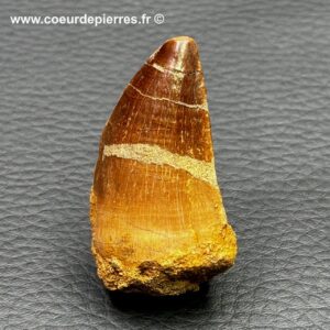 Dent de Mosasaure authentique du Maroc (réf crm9)