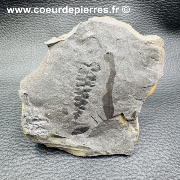 Fossile de Fougères