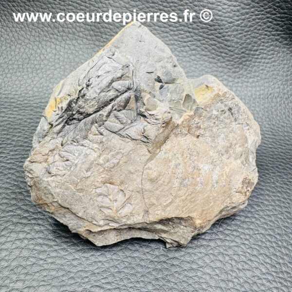 Fossile de Fougères Arborescentes “Nord-Pas-de-Calais” (réf fc1) – Image 3