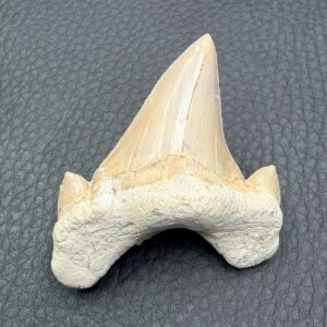 dent de requin fossile otodus obliquus