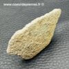 Coquillle d'Oeuf de Dinosaure Saltasaurus (réf cod3) – Image 2