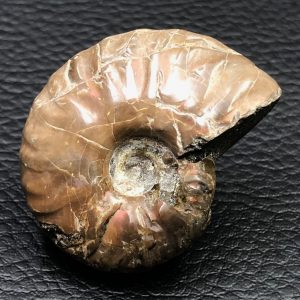 Ammonite iridescente de Madagascar (réf amo1)