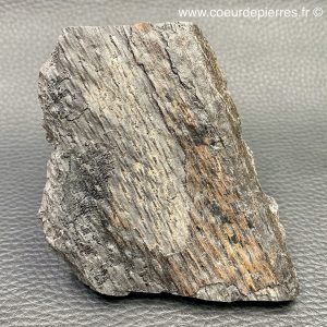 Fougères fossiles arborescente “Lepidodendron” des mines de’Avion (Nord Pas-de-Calais) (réf fc6)