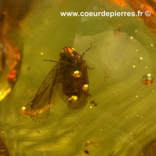 Ambre avec inclusions d’insectes de République Dominicaine (réf ard5) – Image 3