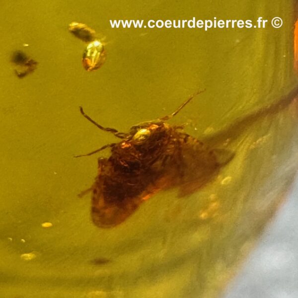 Ambre avec inclusions d’insectes de République Dominicaine (réf ard5) – Image 4