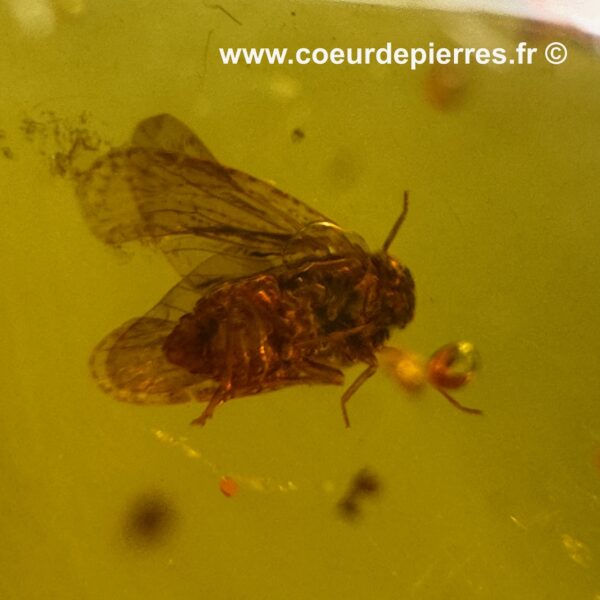 Ambre avec inclusions d’insectes de République Dominicaine (réf ard5) – Image 6