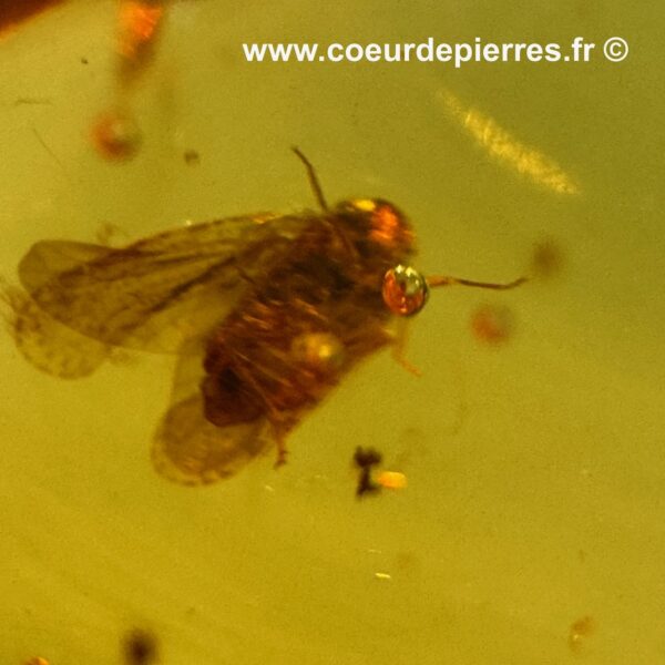 Ambre avec inclusions d’insectes de République Dominicaine (réf ard5) – Image 7