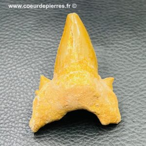 dent de requin de requin fossile otodus obliquus