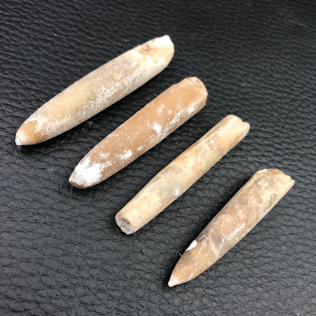 Lot de quatre rostres de bélemnite de France (réf pb5) | Cœur de Pierres