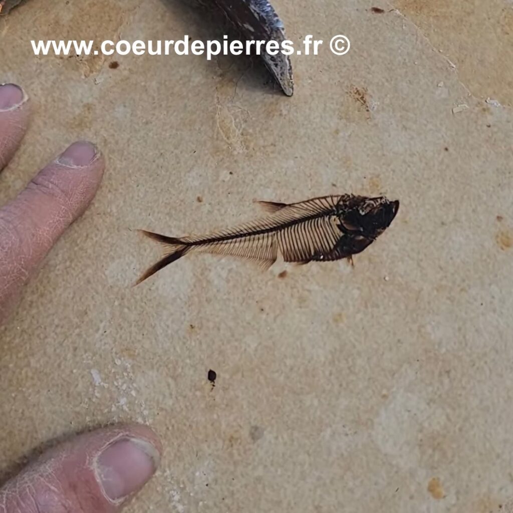 Poisson Fossile Knightia