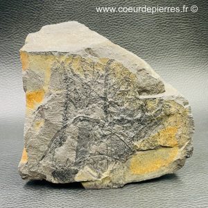 Fossile de fougères arborescente des mines de Carvin (Nord Pas-de-Calais) (réf fc14)