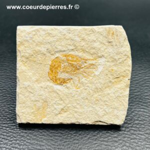 Crevette fossile “sur matrice” du Liban (réf cf8)