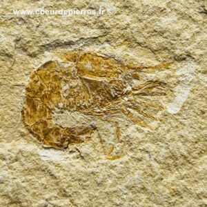 Crevette fossile “sur matrice” du Liban (réf cf8)