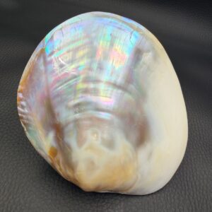 Coquille de Nacre Naturelle