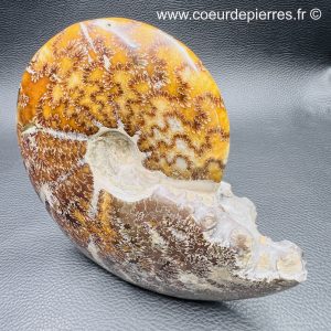 Ammonite fougère polie de Madagascar (réf amd3)